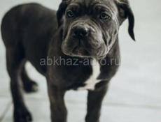 Щенки КАНЕ КОРСО 🖤🖤🖤🖤🖤🖤🖤🖤🖤