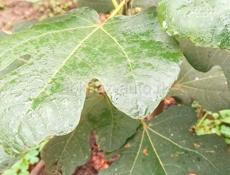 Продаются 2-3 х летние саженцы !