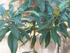 Продаются 2-3 х летние саженцы !