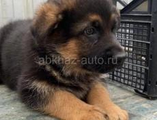 Щенки ОВЧАРКИ!!!!!!