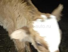 Продаются телята!