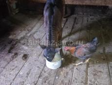 Продаётся Тёлочка