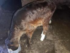 Продаётся Тёлочка