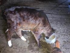 Продаётся Тёлочка