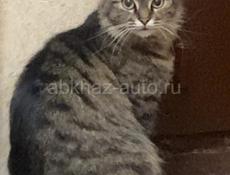 Пропала Кошка 🐱