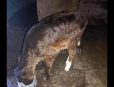 Продам теленка