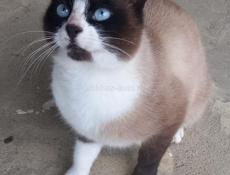 СИАМСКИЙ КОТ отдам с доставкой