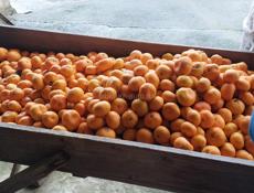 Продаются мандарины. с. Нижняя Эшера