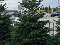 Датские елки 🎄🎄🎄🎄🎄