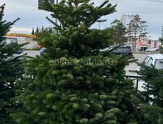 Датские елки 🎄🎄🎄🎄🎄