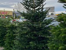 Датские елки 🎄🎄🎄🎄🎄