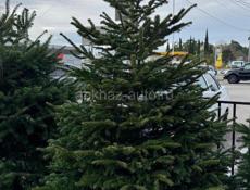 Датские елки 🎄🎄🎄🎄🎄