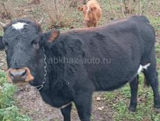 Маладая 1,4 месяца не гуленая на мяса вес 80 кг