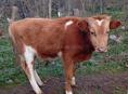 Бычок 1 год вес 60 ,65 кг