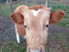 Бычок 1 год вес 60 ,65 кг