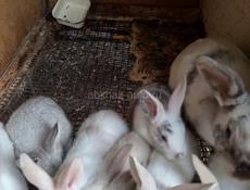 Кролики больших пород.