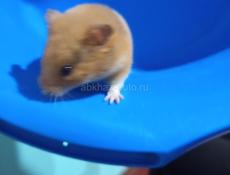 Джункарские сирийские хомяки.