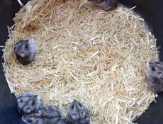 Джункарские сирийские хомяки.