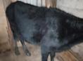 Продаю тёлку 80 кг 
