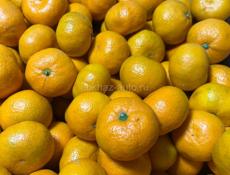 Ищем работу на перебор мандарин, погрузку