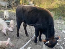 Бык, год и восемь месяцев