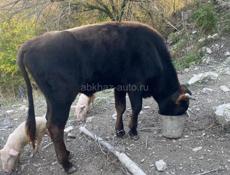 Бык, год и восемь месяцев