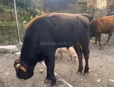 Бык, год и восемь месяцев 