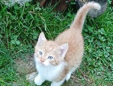 Отдам в добрые руки 