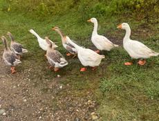 Количество 8 штук, 15000.р.продаю оптом Без торга! Только по WhatsApp!