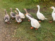 Количество 8 штук, 15000.р.продаю оптом Без торга! Только по WhatsApp!