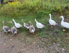 Количество 8 штук, 15000.р.продаю оптом Без торга! Только по WhatsApp!