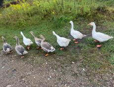 Количество 8 штук, 15000.р.продаю оптом Без торга! Только по WhatsApp!