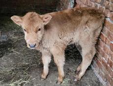 ПРОДАМ ТЕЛЕНКА ДЕВОЧКА