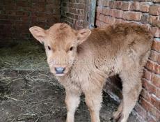 ПРОДАМ ТЕЛЕНКА ДЕВОЧКА 