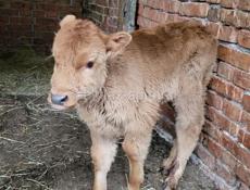 ПРОДАМ ТЕЛЕНКА ДЕВОЧКА