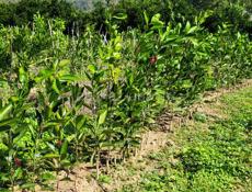 САЖЕНЦЫ МАНДАРИН СЕНТЯБРЬСКИЙ