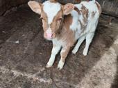 Продаётся бычок