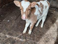 Продаётся бычок