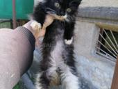 Здравствуйте, ищем дом для маленьких котят, 2 месяца, девочки, игривые, ласковые к лотку приучены