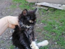 Здравствуйте, ищем дом для маленьких котят, 2 месяца, девочки, игривые, ласковые к лотку приучены