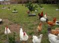 Продаются куры 