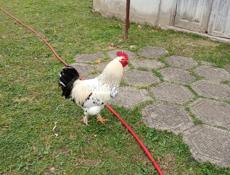 Продаются куры