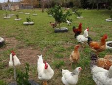Продаются куры 