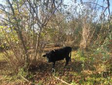 Бычок маленький