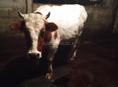 Продается бычок