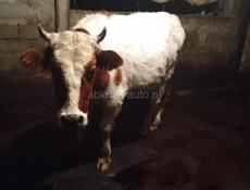 Продается бычок