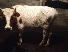 Продается бычок