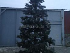 Ёлка новогодняя