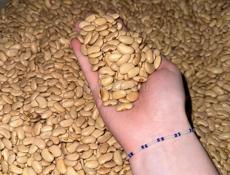 ФАСОЛЬ ДОМАШНЯЯ 