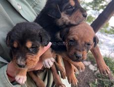 Щенки 